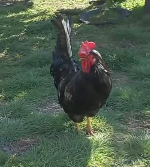Продам клушу, уже села