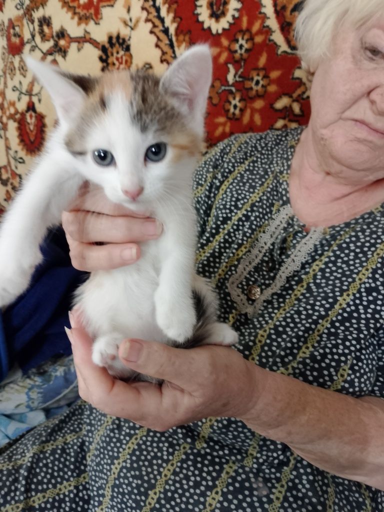Отдам котят 3девочки 1мальчик