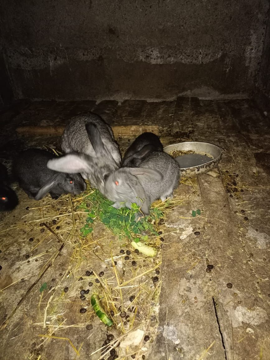 Продаются крольчата