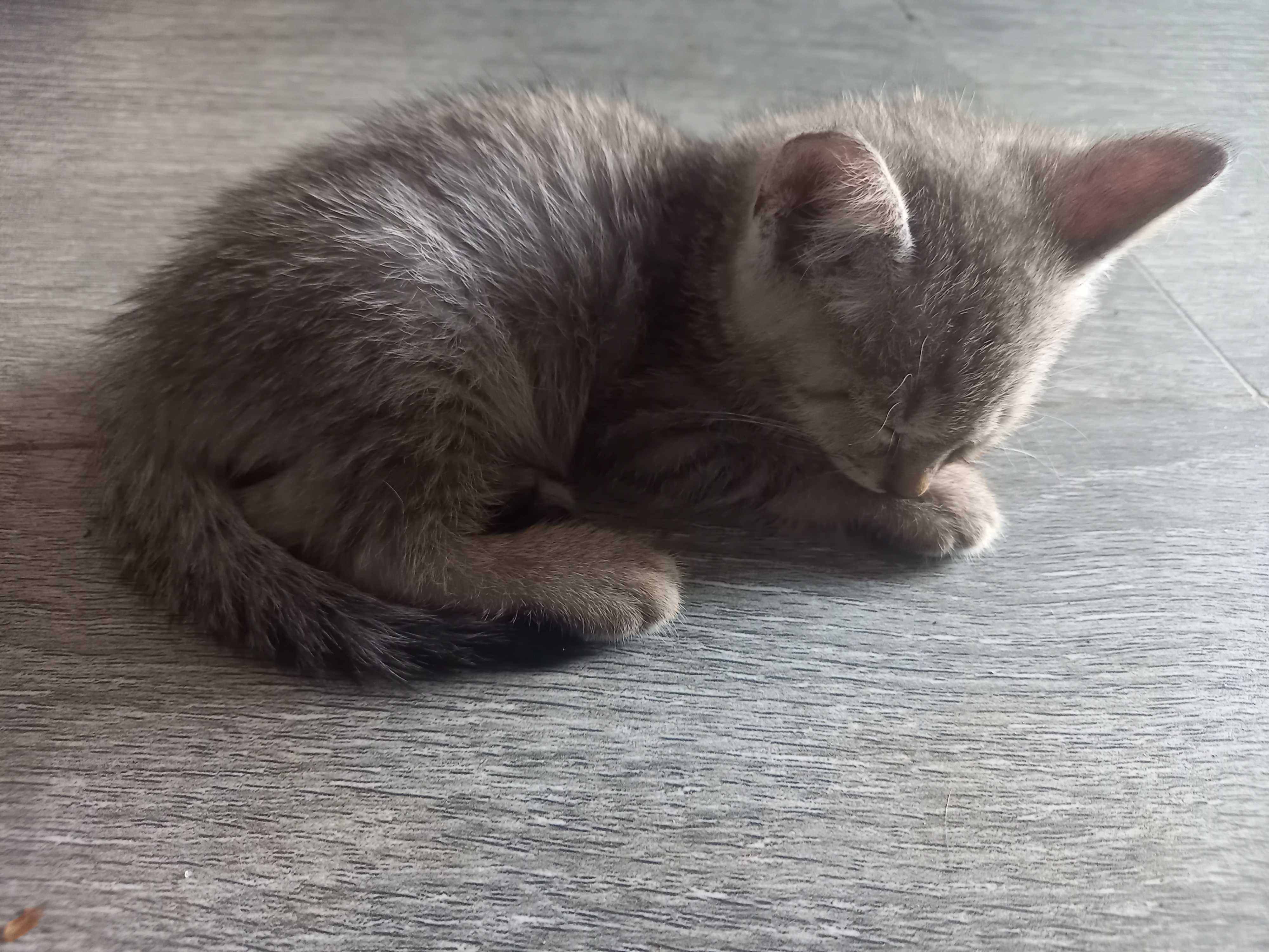 Котят в Добрые заботливые ручки