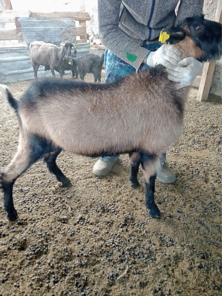 Продам нубийского козла