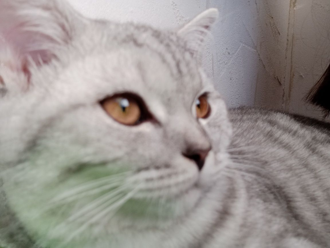 Котёнок 4 месяца
