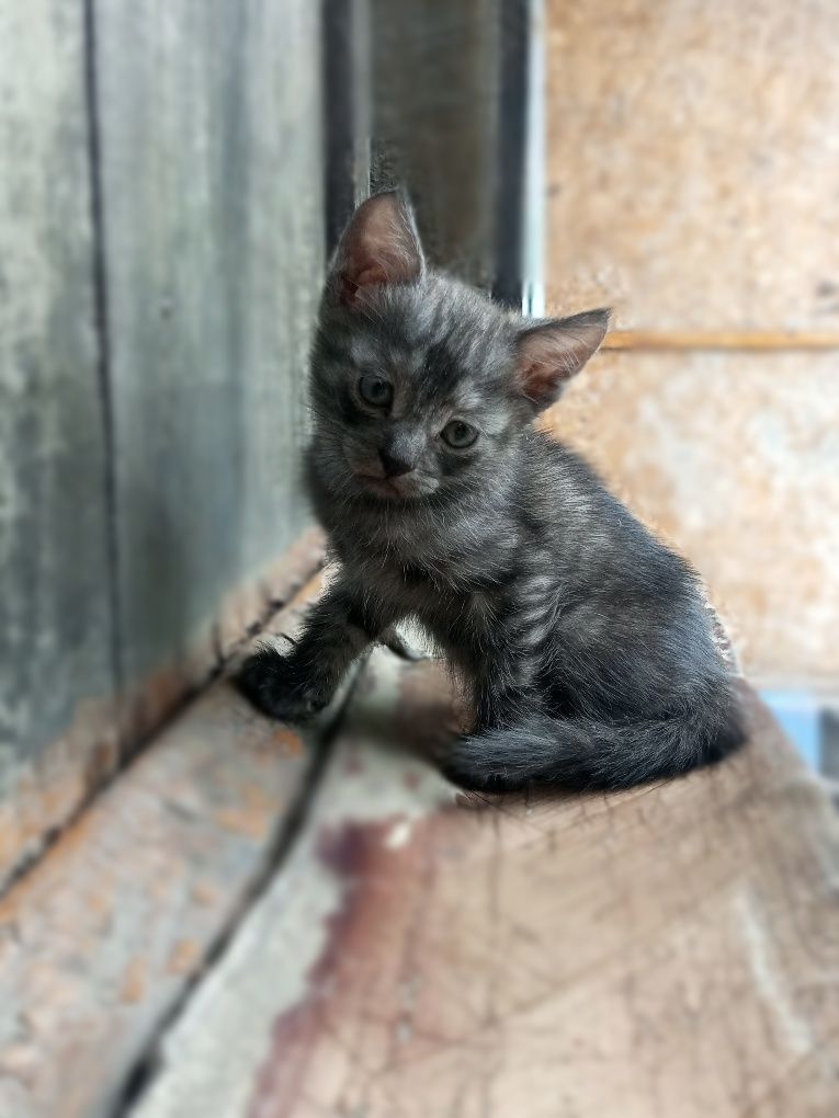 Отдам котят в добрые руки