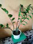 Замиакулькас. Продам.