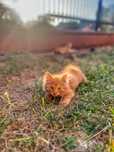 Котенок девочка 3 месяца в поисках дома