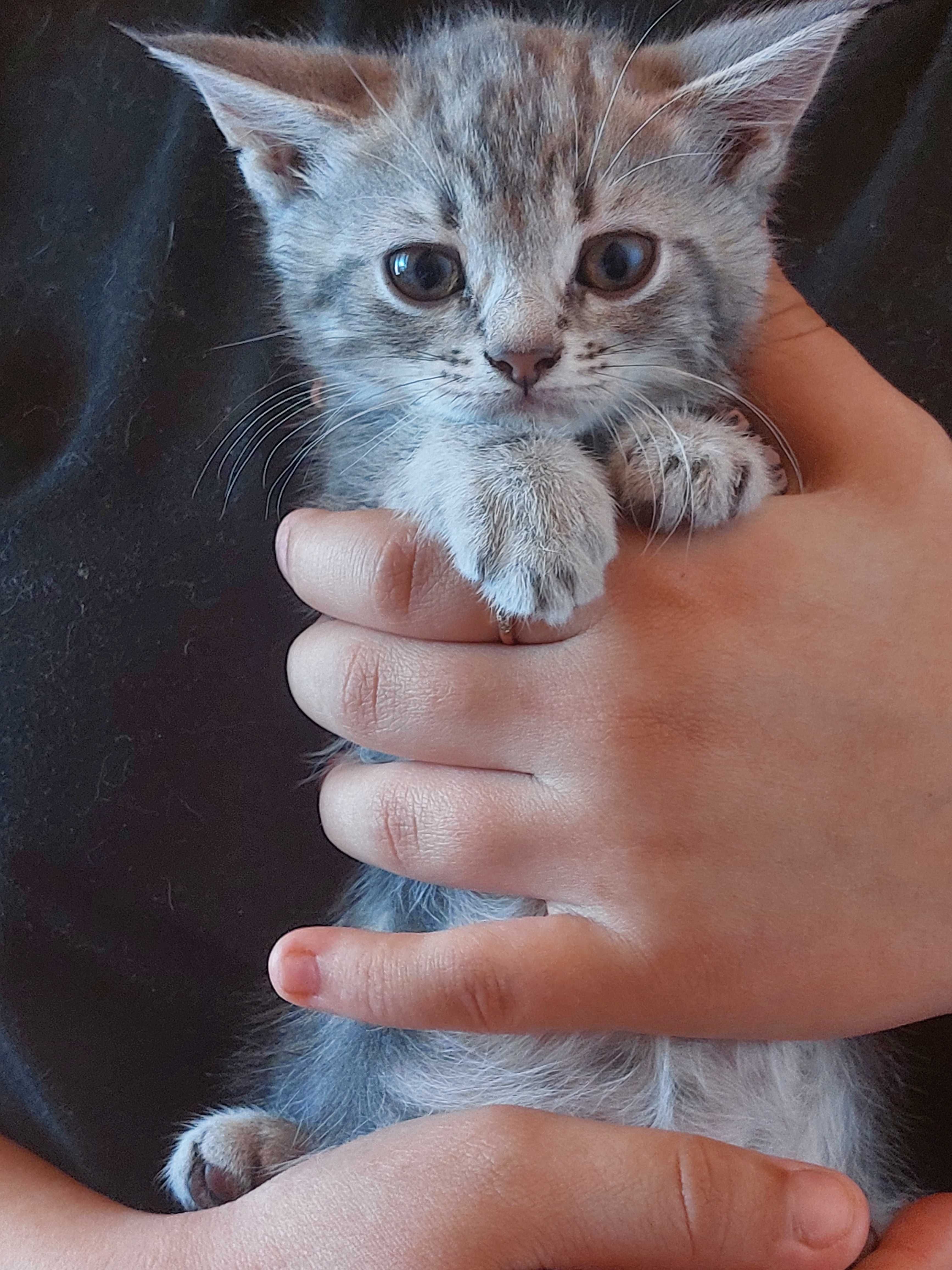 Отдам котят даром
