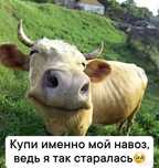 Навоз коровий в мешках Пришахтинск