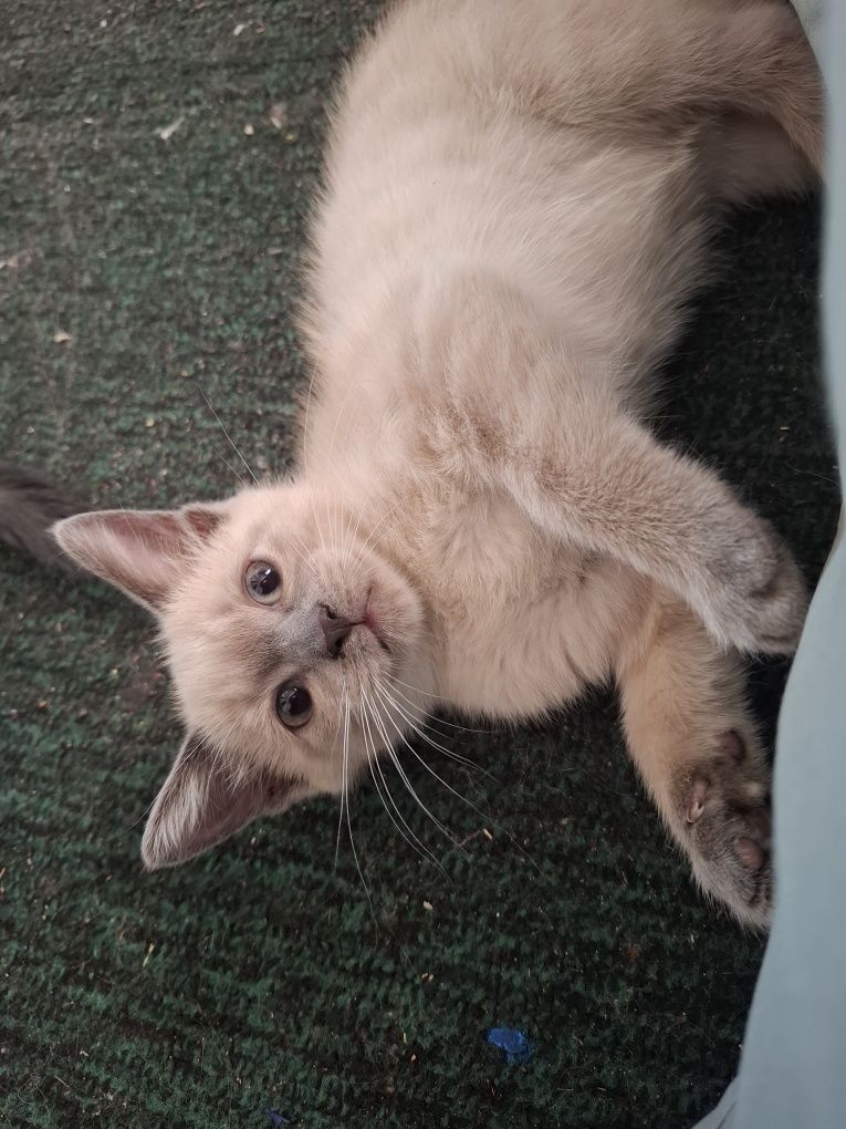 Котята трёх месячные
