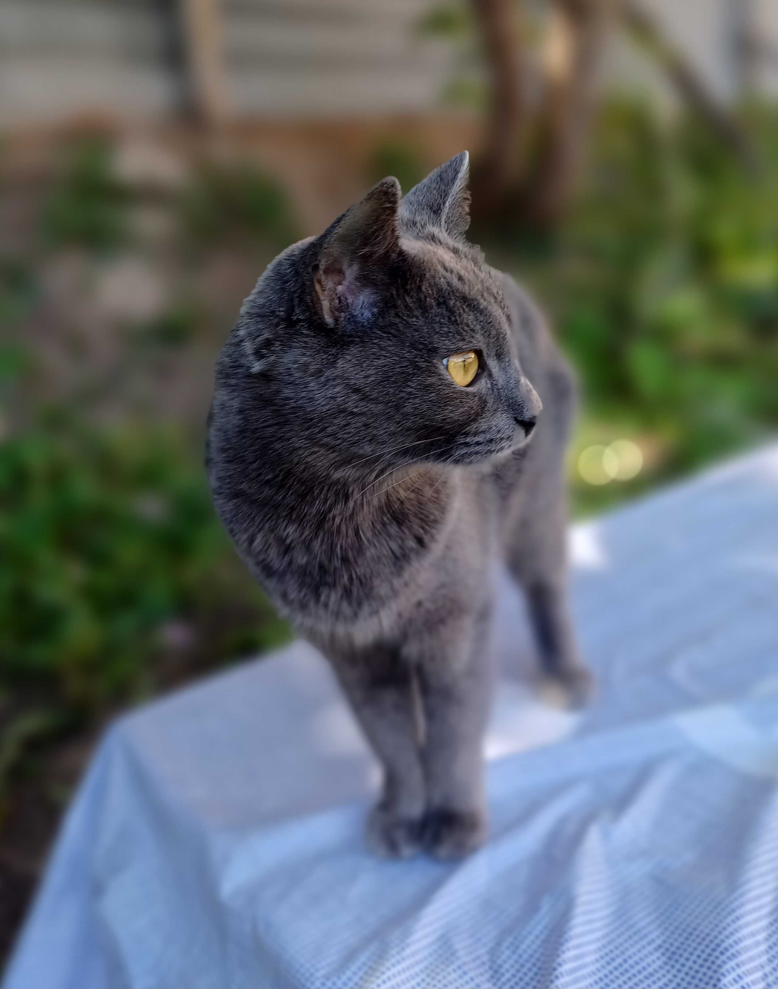 Кошечка Эйва ищет дом, в который принесёт счастье, удачу и радость.