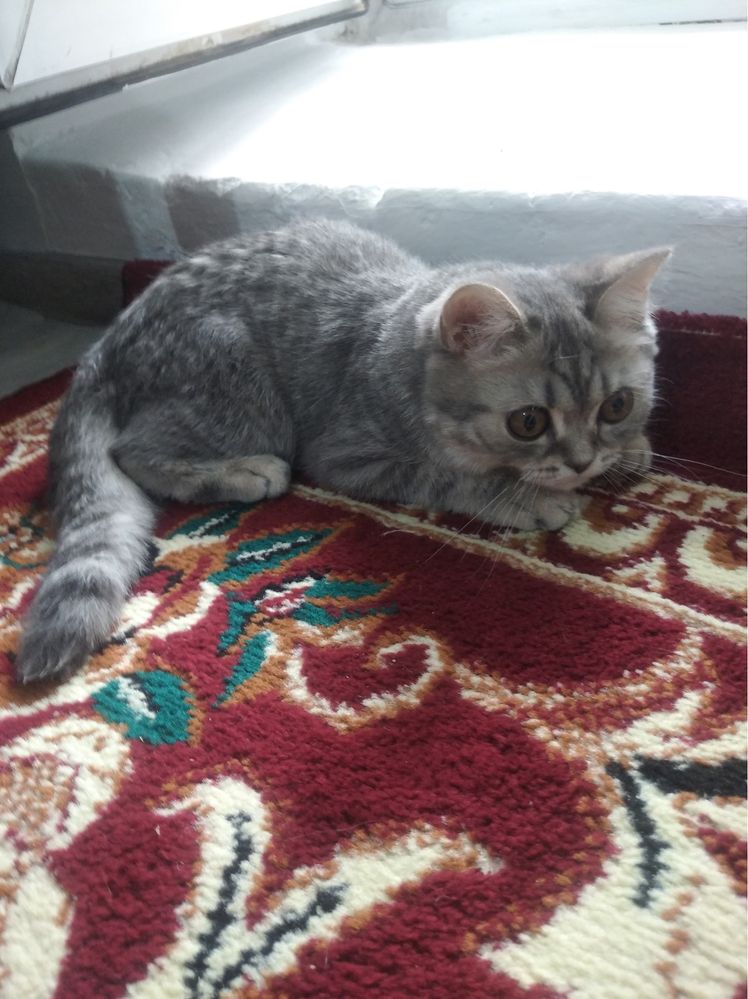 Котенок британский 12 000 тг