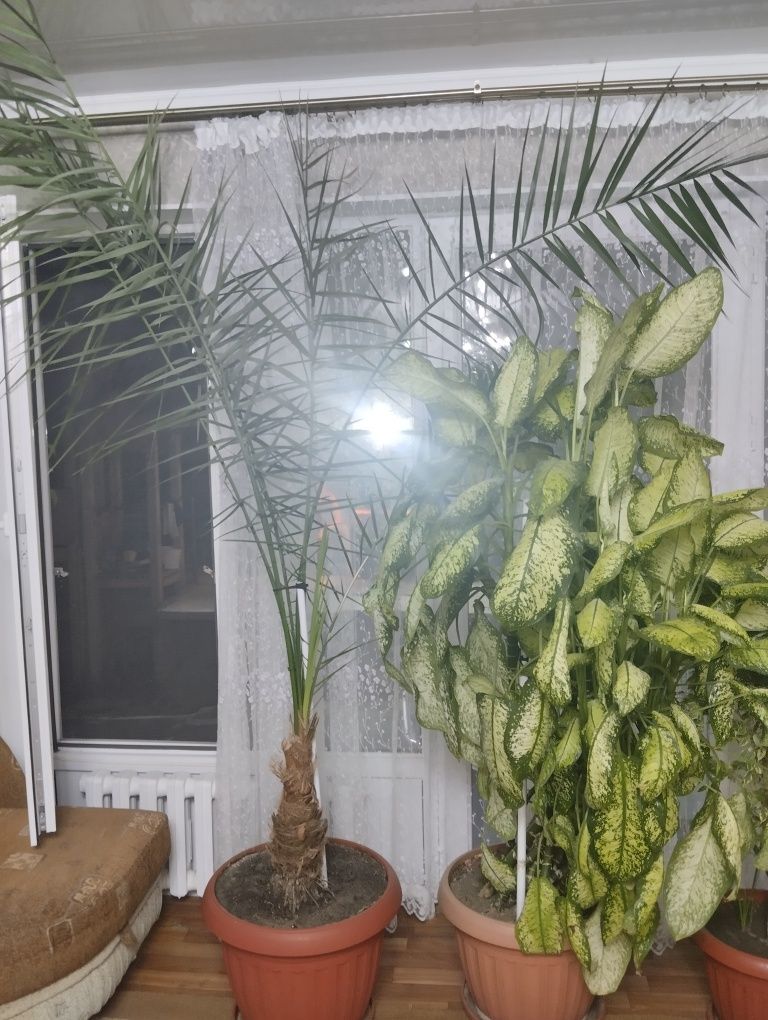 Продам срочно цветы