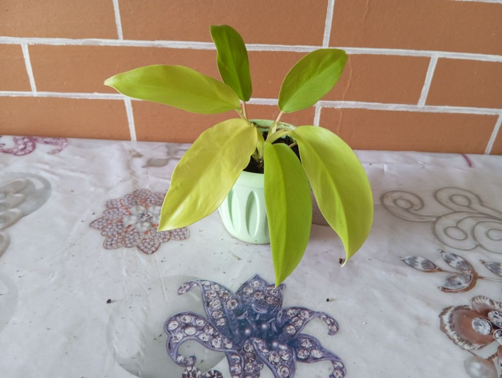 Комнатные растения