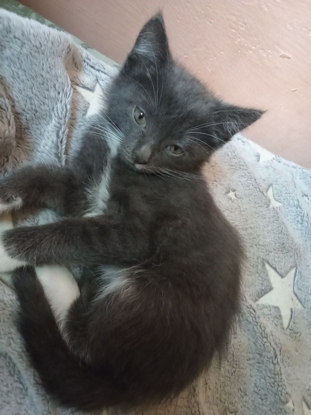 Отдам котят в добрые руки