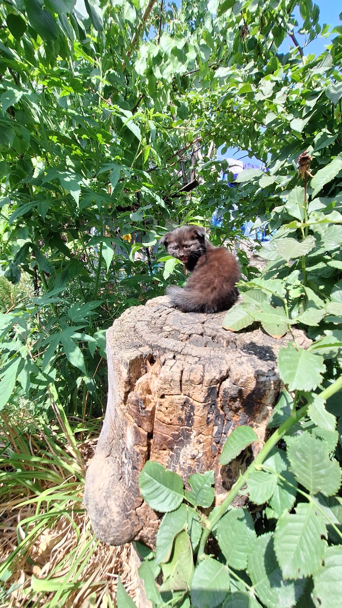 Котята 2х месячные в добрые руки