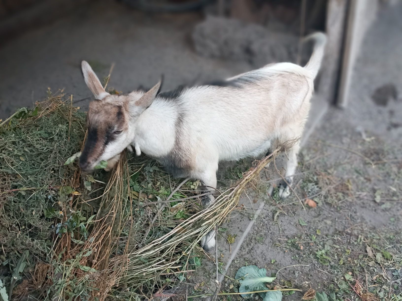 Альпийский Козел