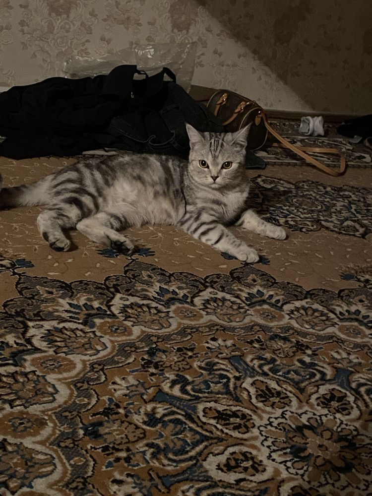 Продам кошку,британка,имеется своя миска,лоток и корм,так же игрушка