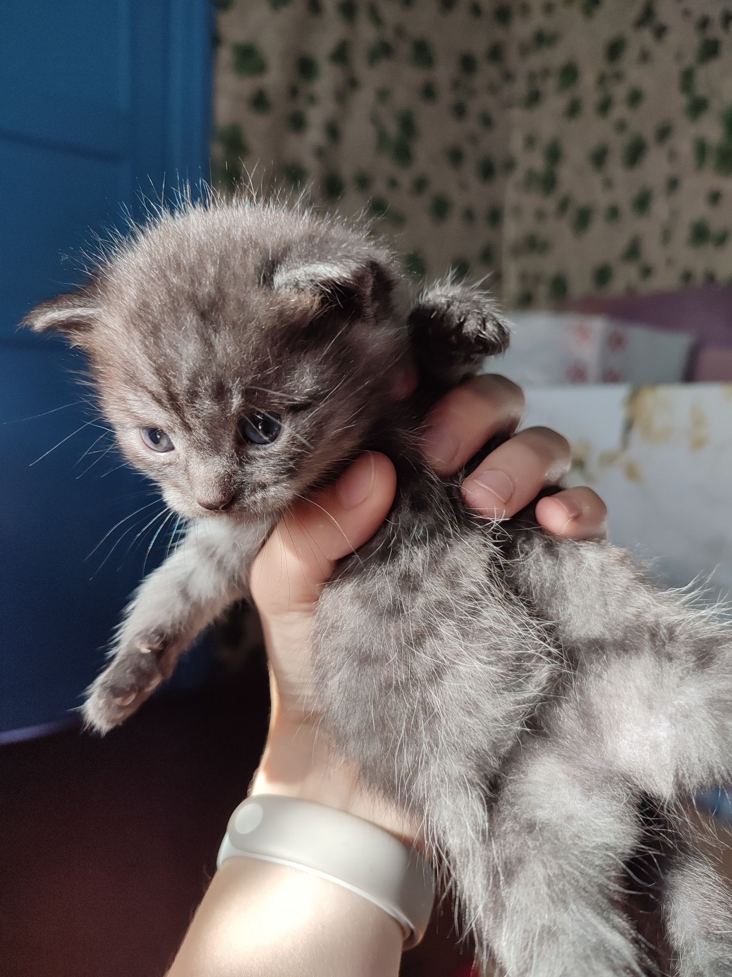 Отдам котят в добрые руки
