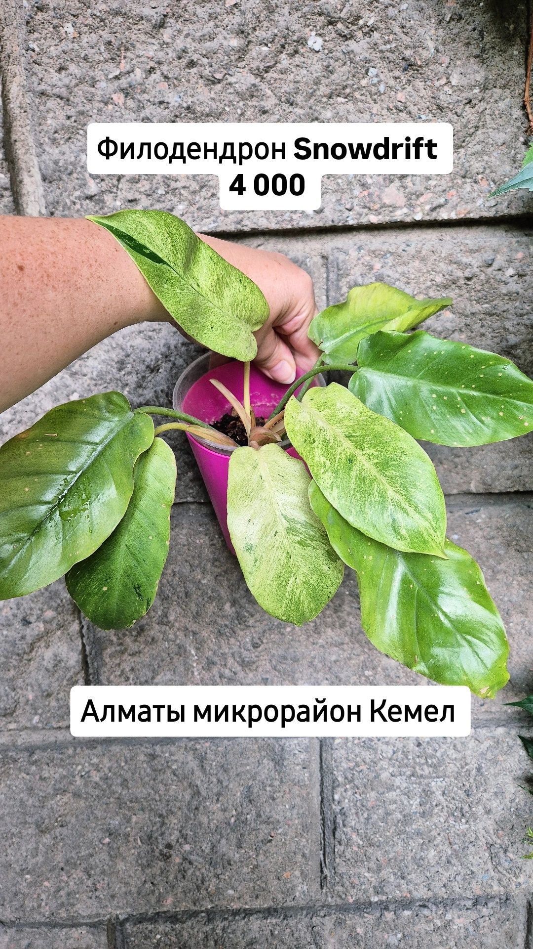Комнатные растения