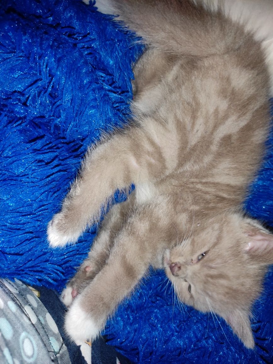 Котята очень игривые