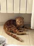Отдам котика в добрые руки