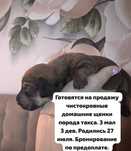 Щенок такса  продажа