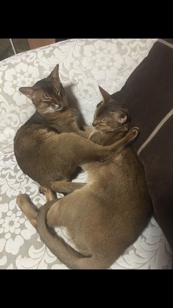 Чистокровный абиссинский кот. Вязка