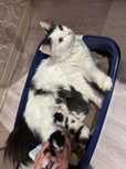 Отдам в дар ручную кошку
"Отдам в