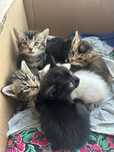 Котят раздаем (6 котят)