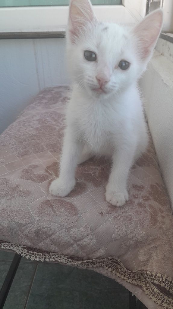 Отдам   котёнка,