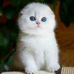 Котята Скоттиш Страйт Фолд