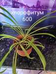 Продам комнатные растения