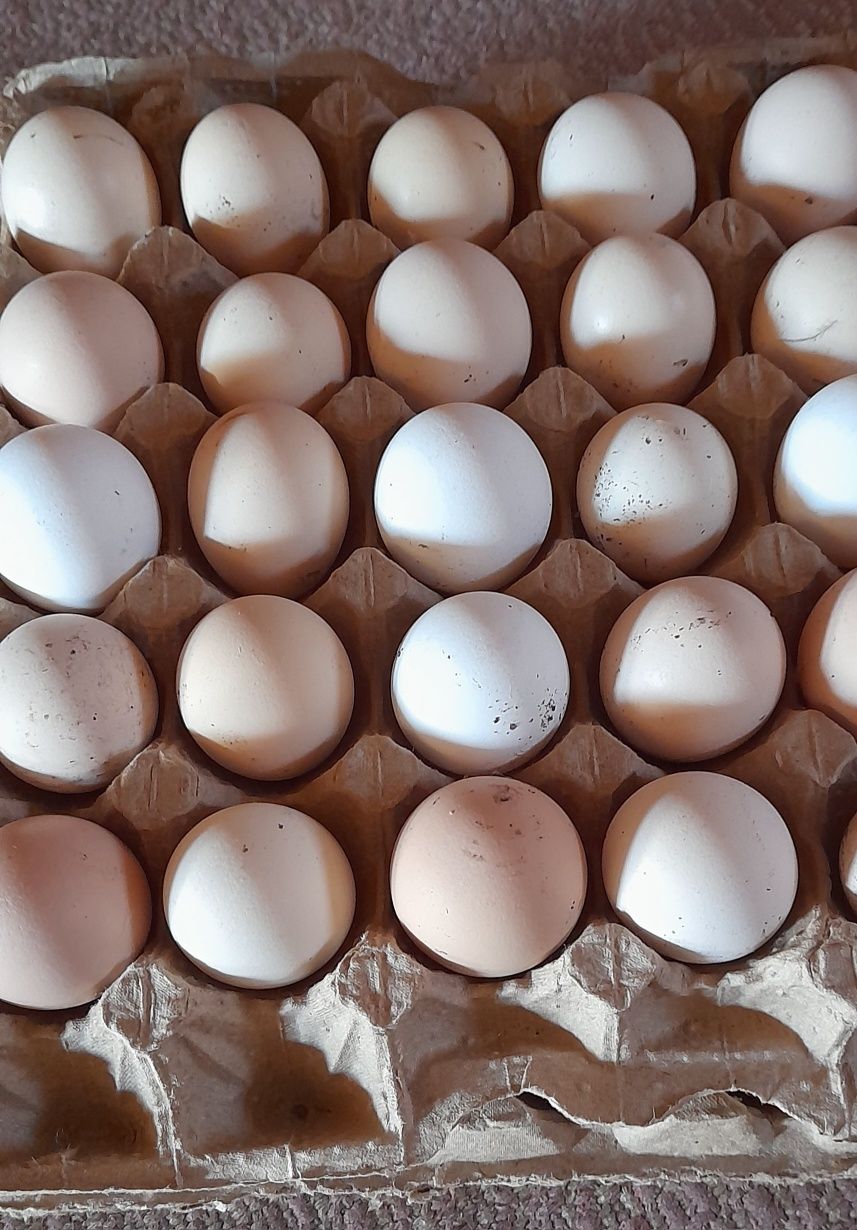 Продам,  яйца домашние