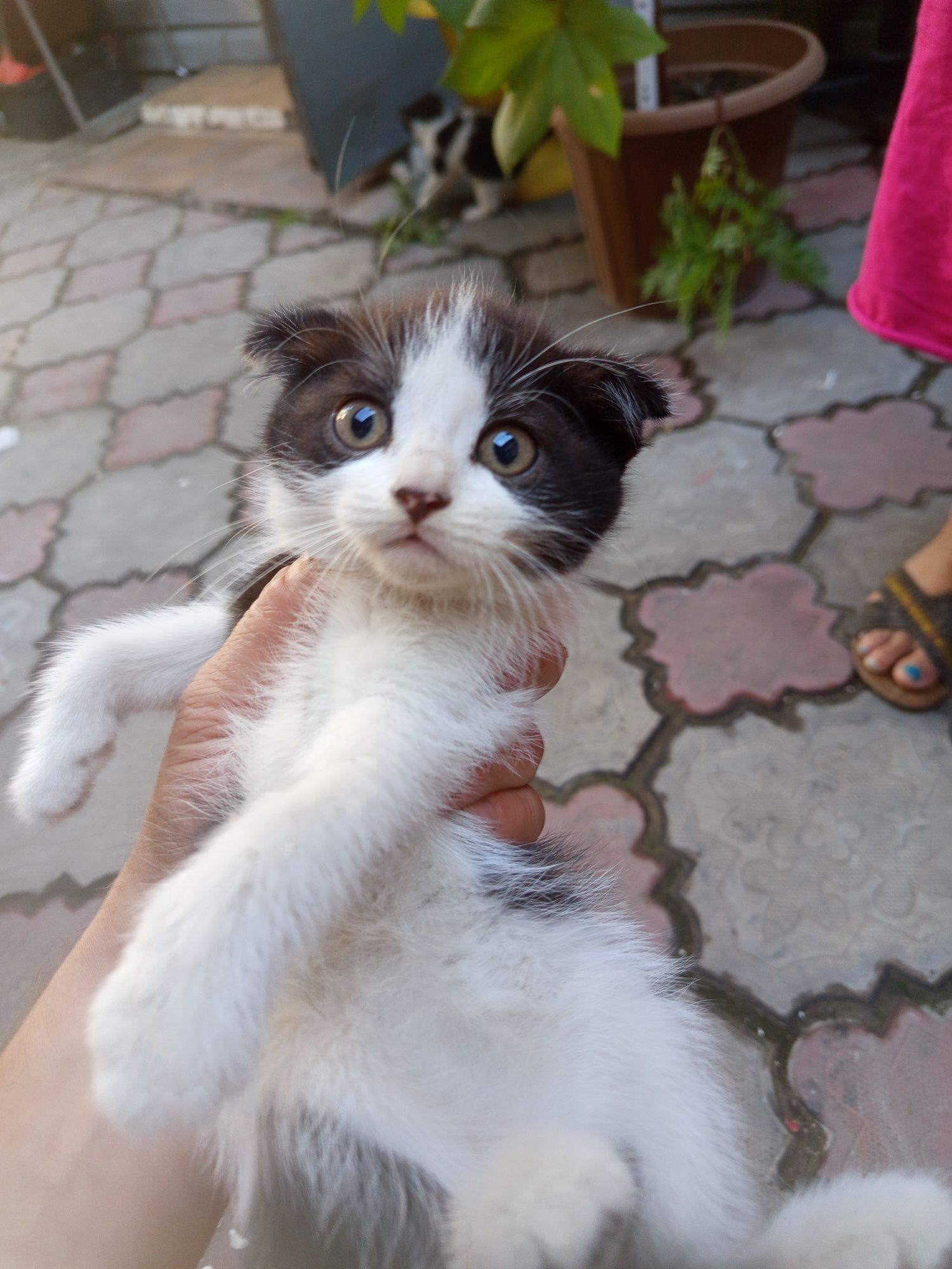 Отдам котят в хорошие руки