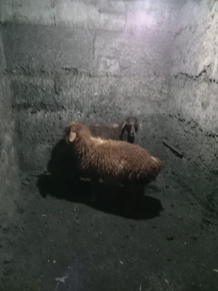Бараны продам.