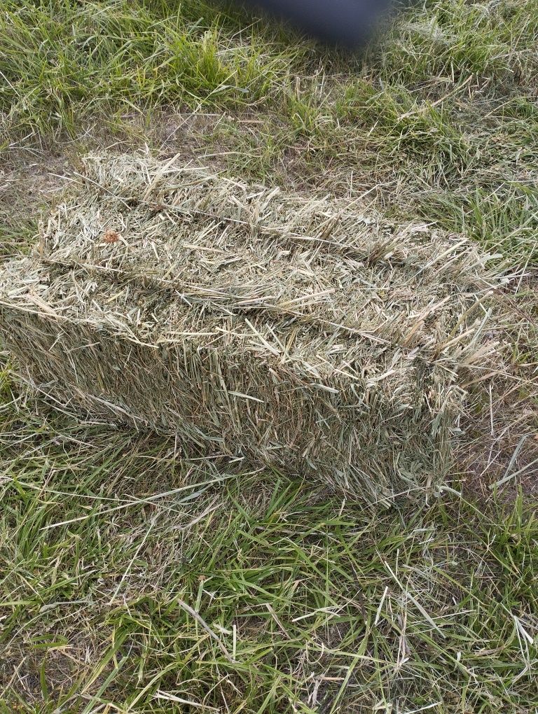 Табиғи шөп/Естественное Сено