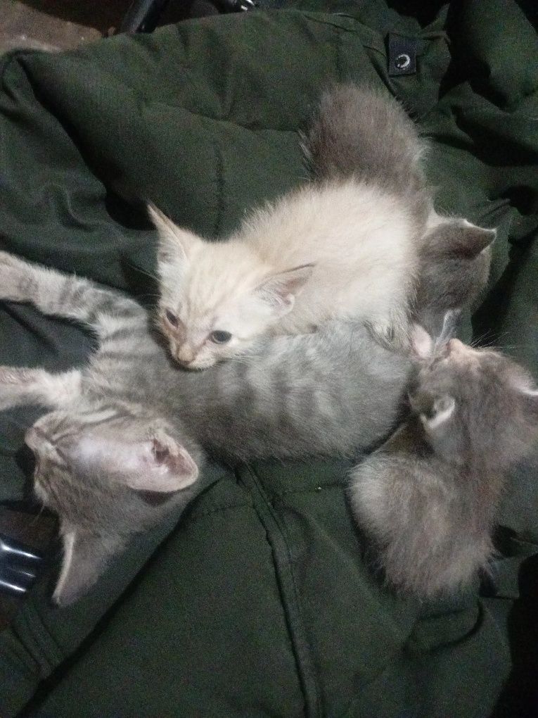 Котята в надёжные добрые руки