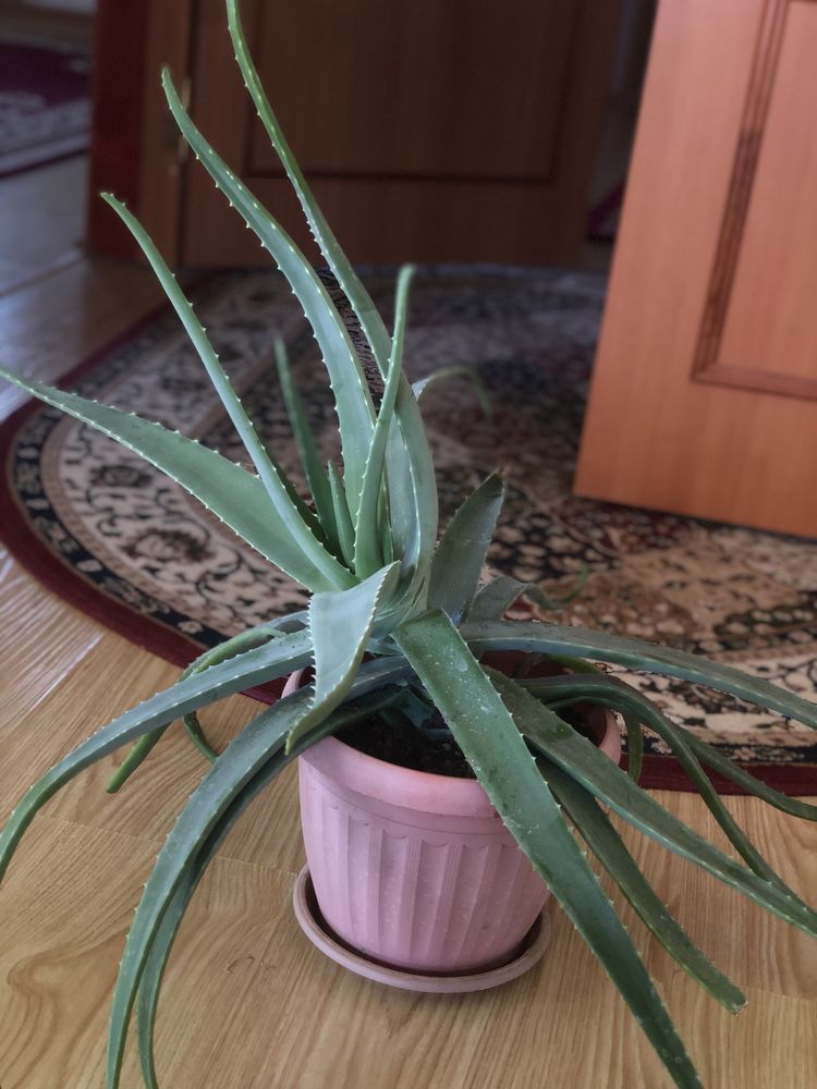 продам алое веро