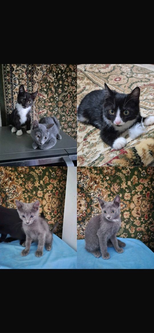 Умные котятки.  Котики.