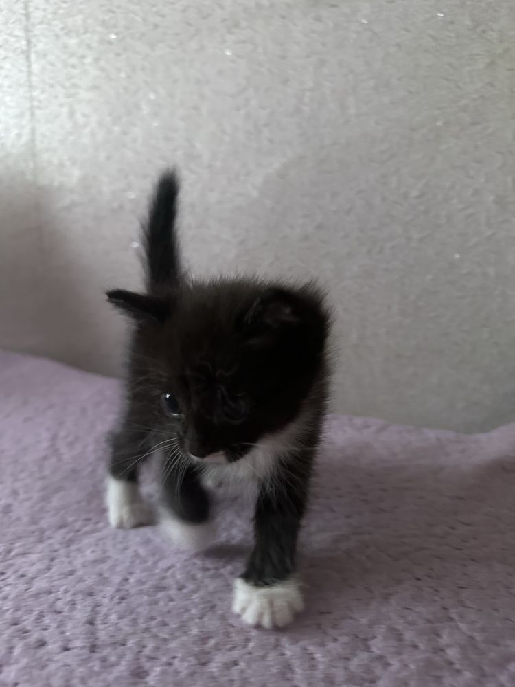 КОТЕНОК ДАРОМ! Отдам котенка в добрые и надежные руки!