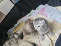 Шотландцы на бронь .