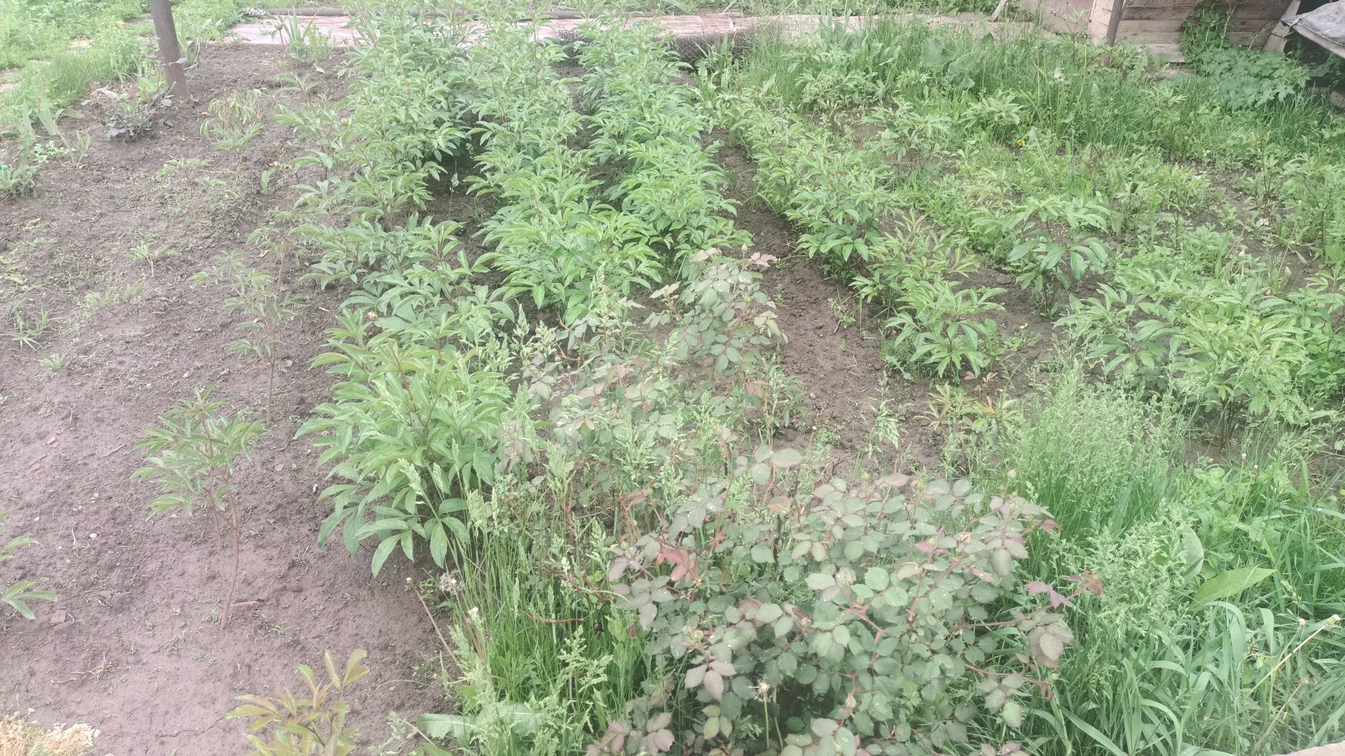Продаю молодые Кустики и есть Огромные кусты  Пионов их мало три куста