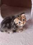 Продам вислоухих шотландских котят