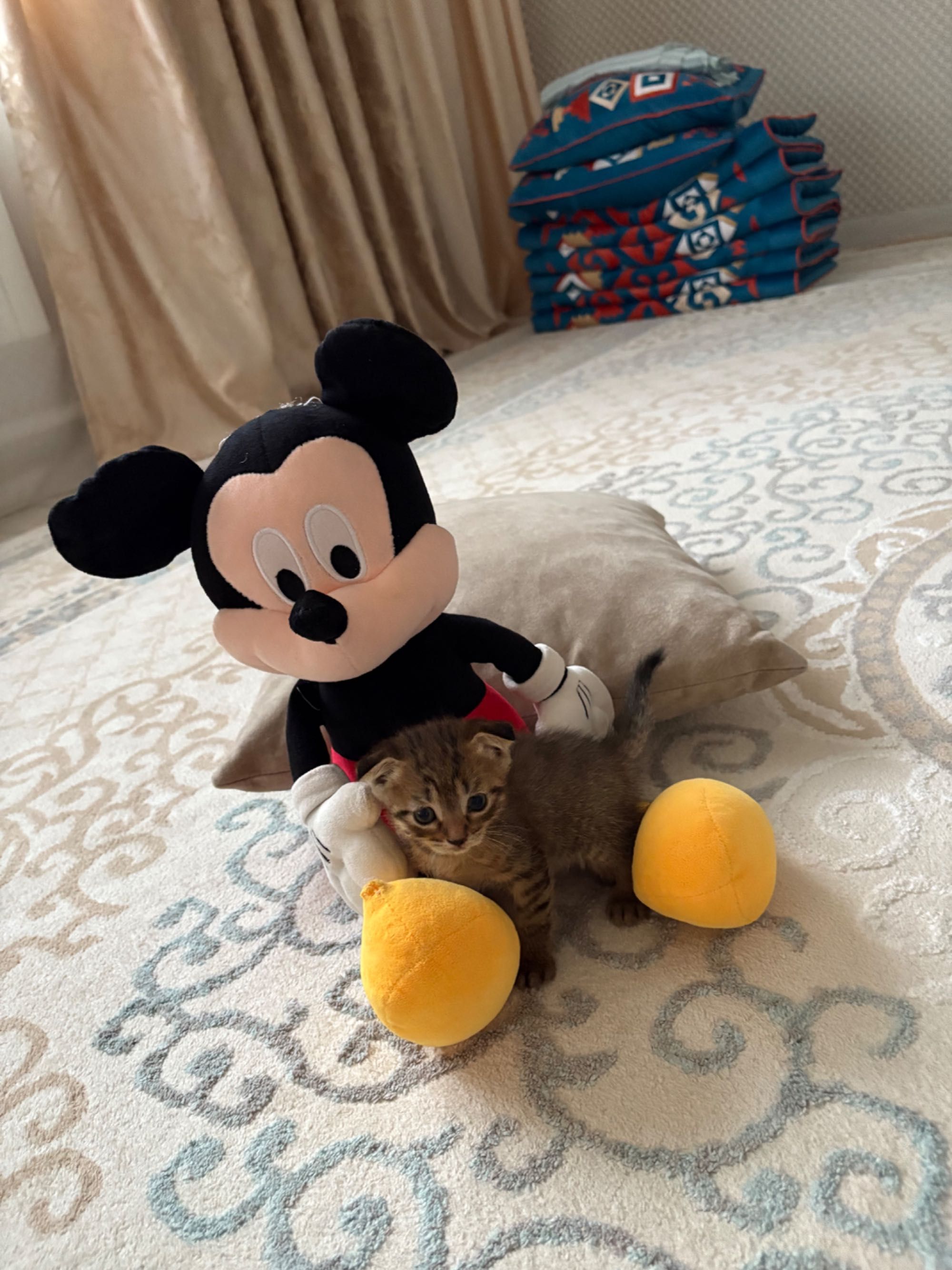 Котята красавицы