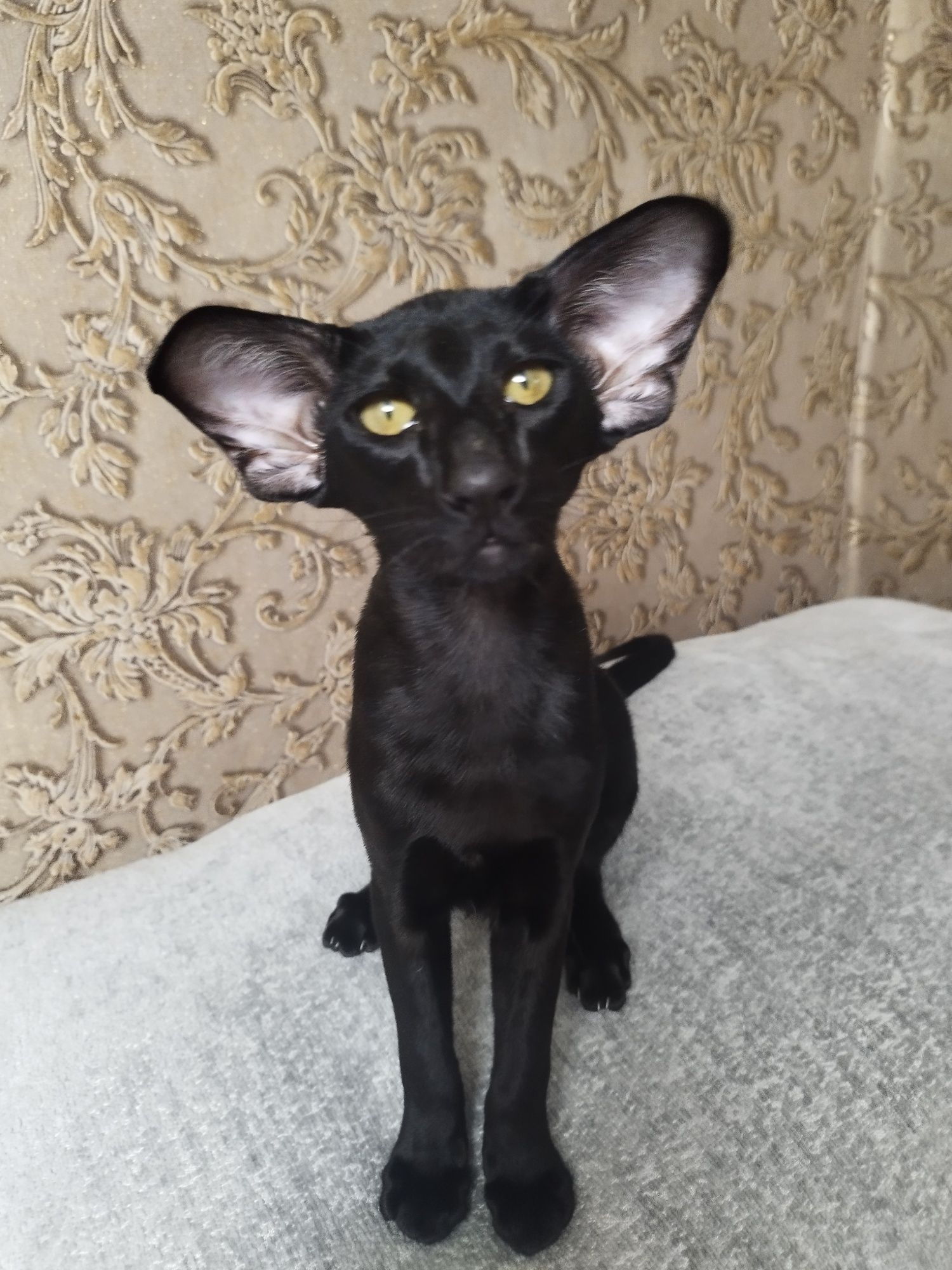 Ориентальные котята экстрим