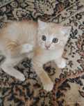 Котенок шотландской веслоухой