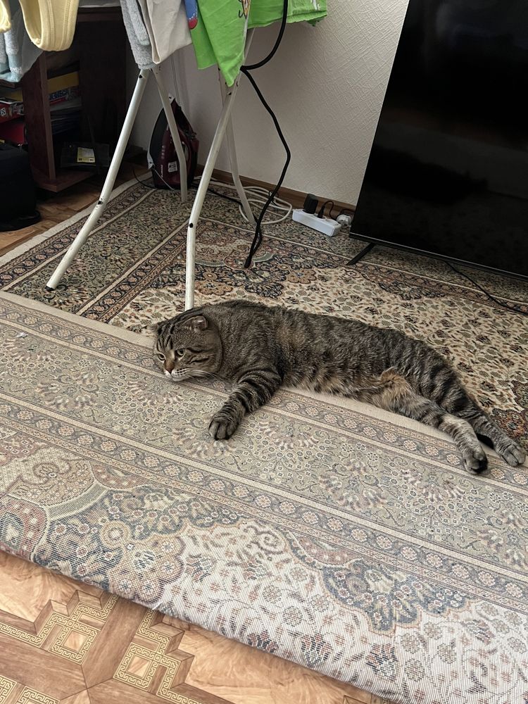 Шотладский Кот 5 лет