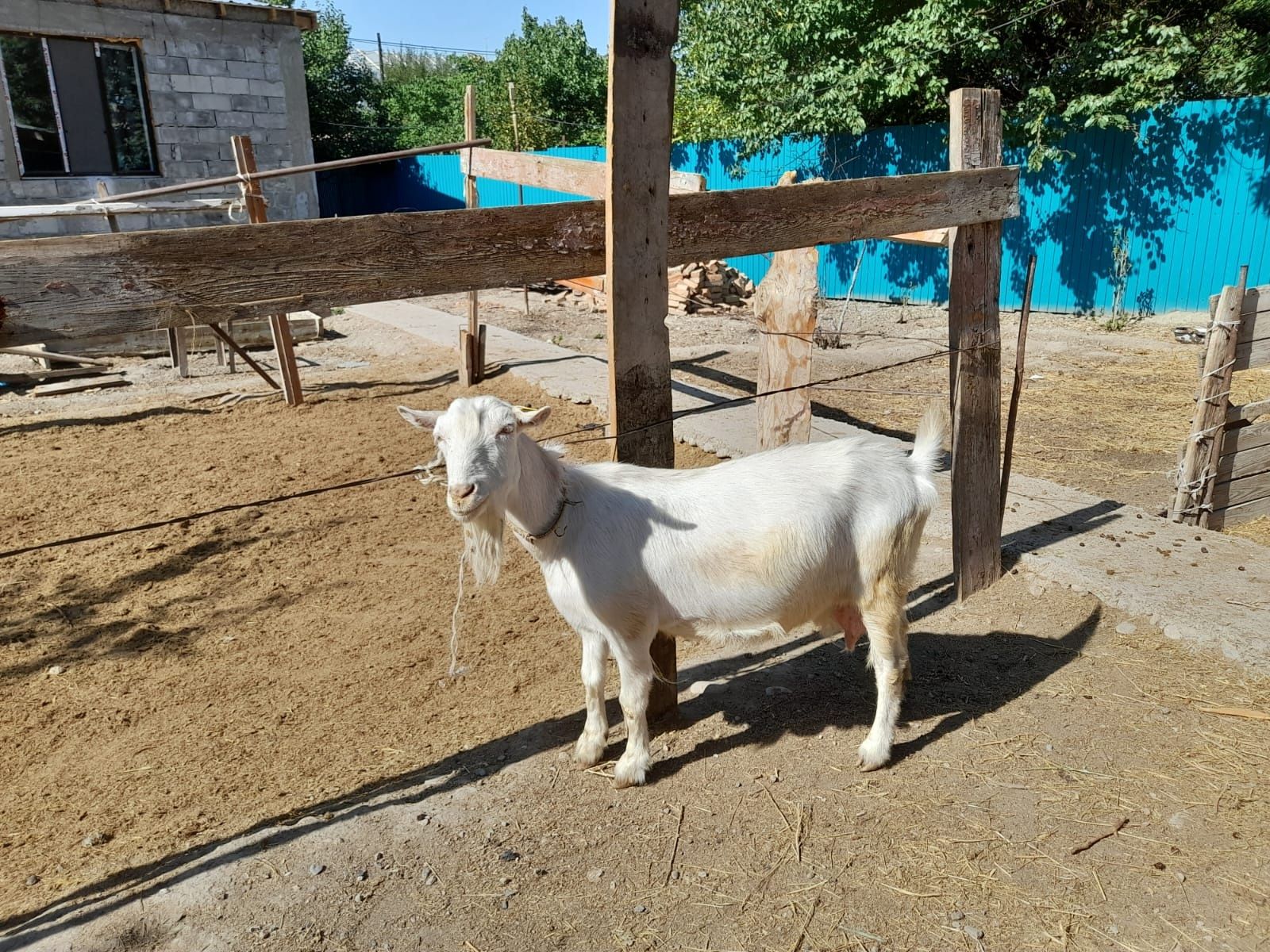 Продаётся дойные козы.