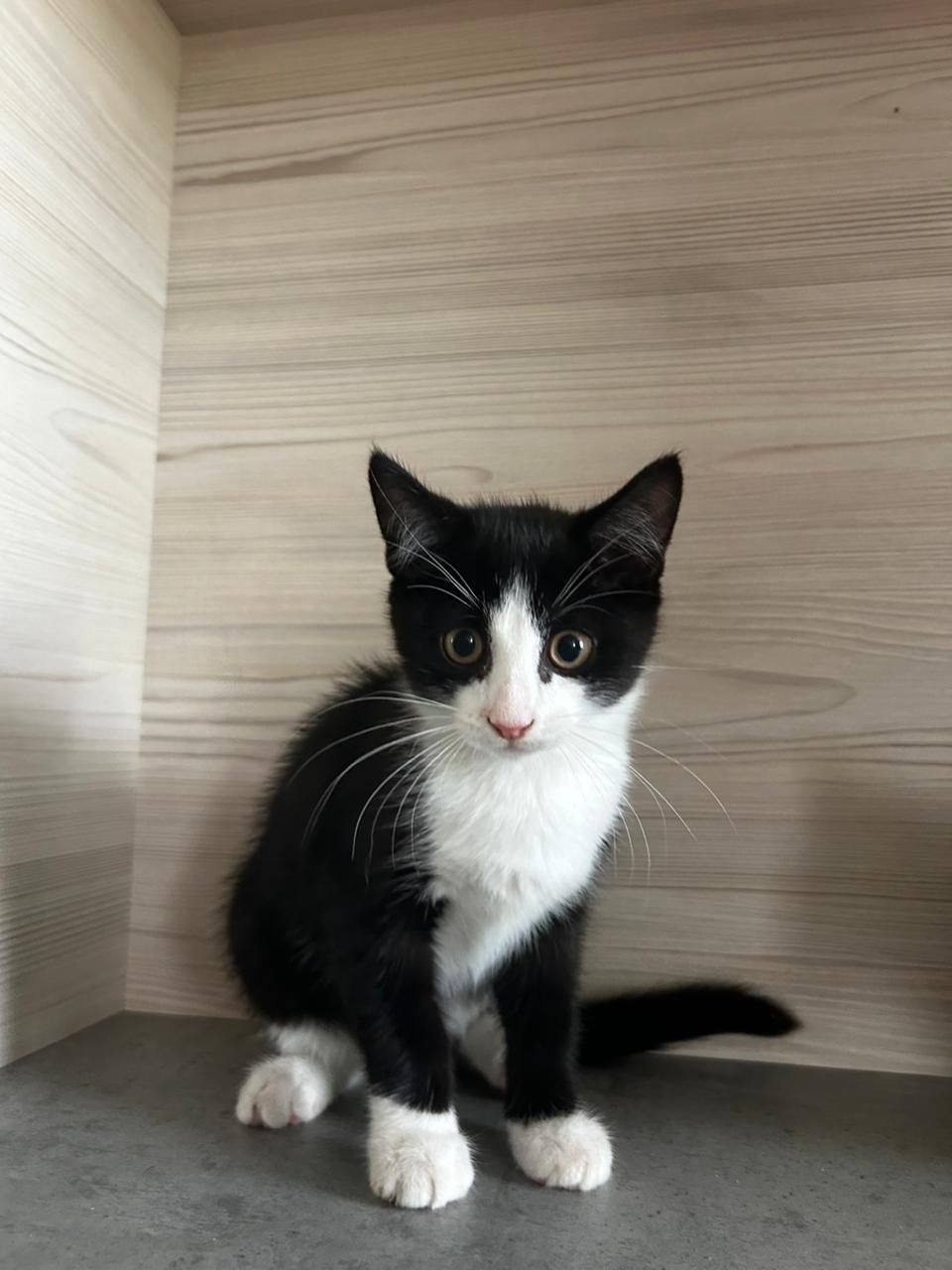 Отдам котята в добрые руки