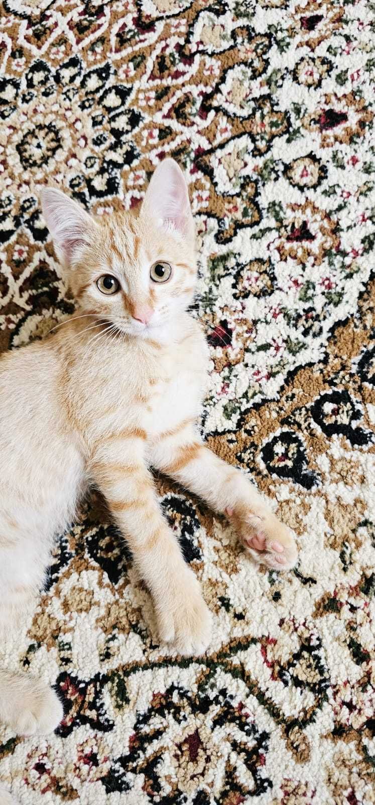 Котика в добрые руки