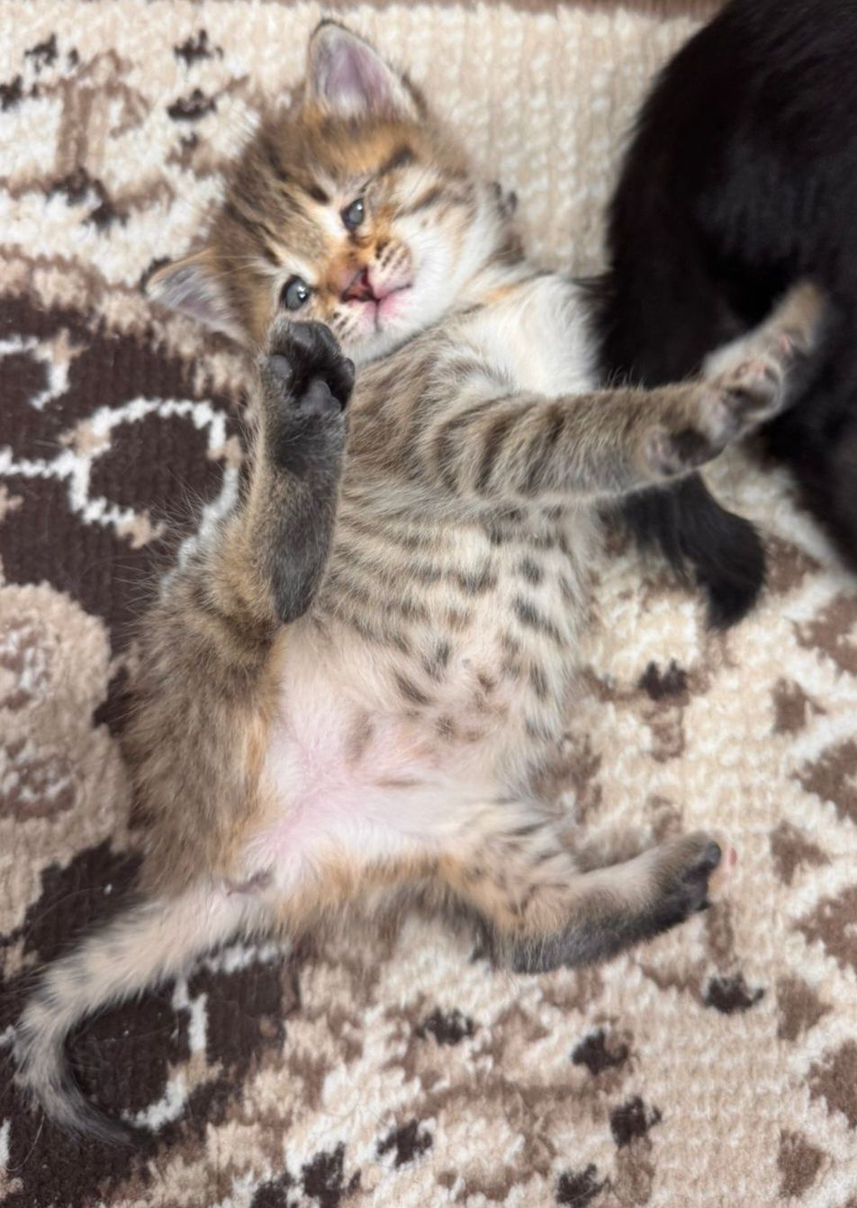 КОТЯТА ждут семью !!!